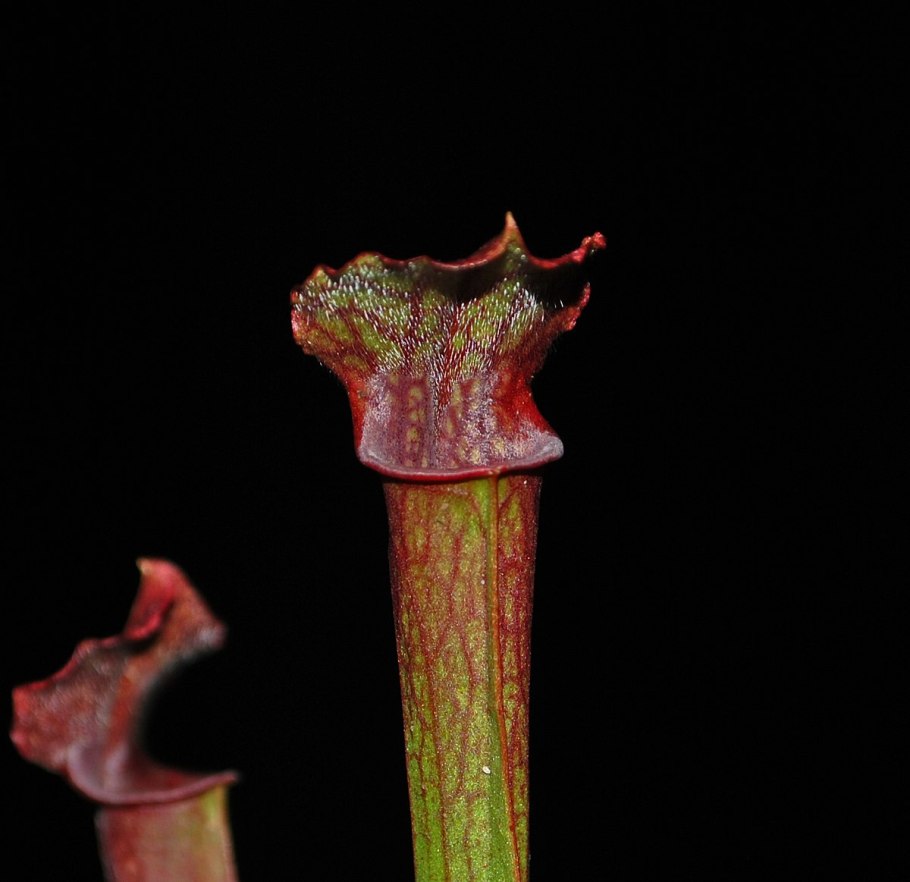 Саррацения Клементина