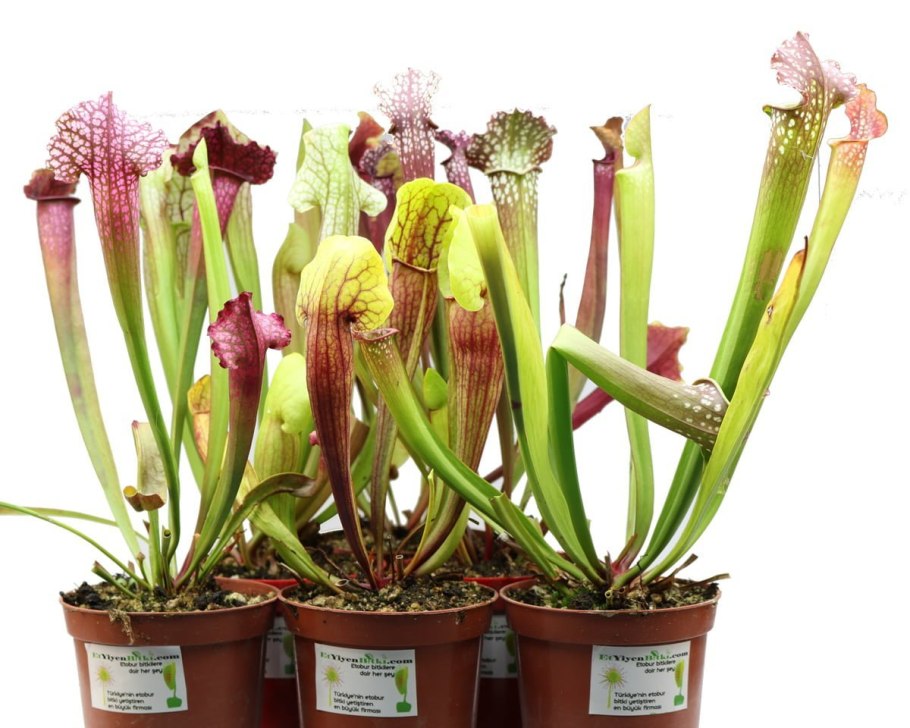 Саррацения bekerpalnt