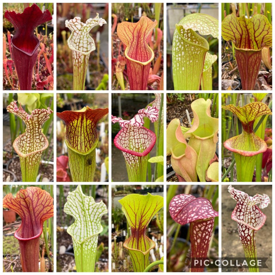 Саррацения вельвет