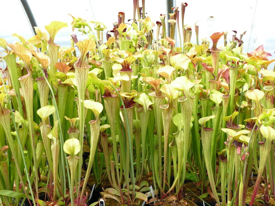 Саррацения экзотика