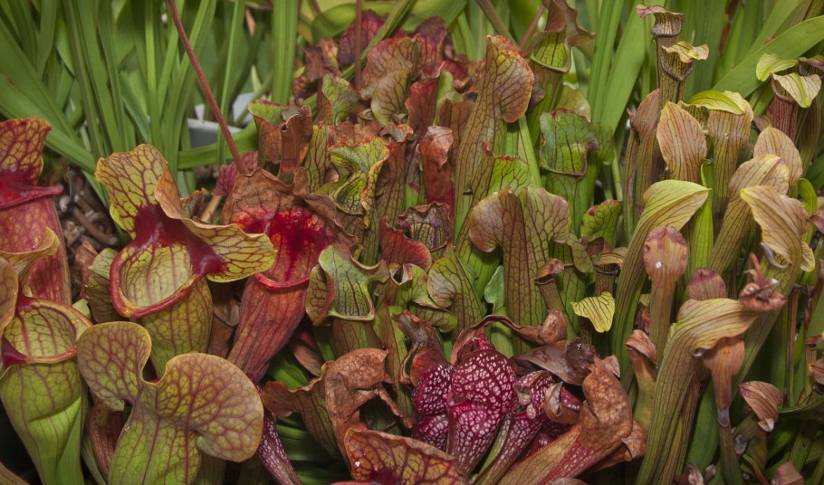 Саррацения Веноза