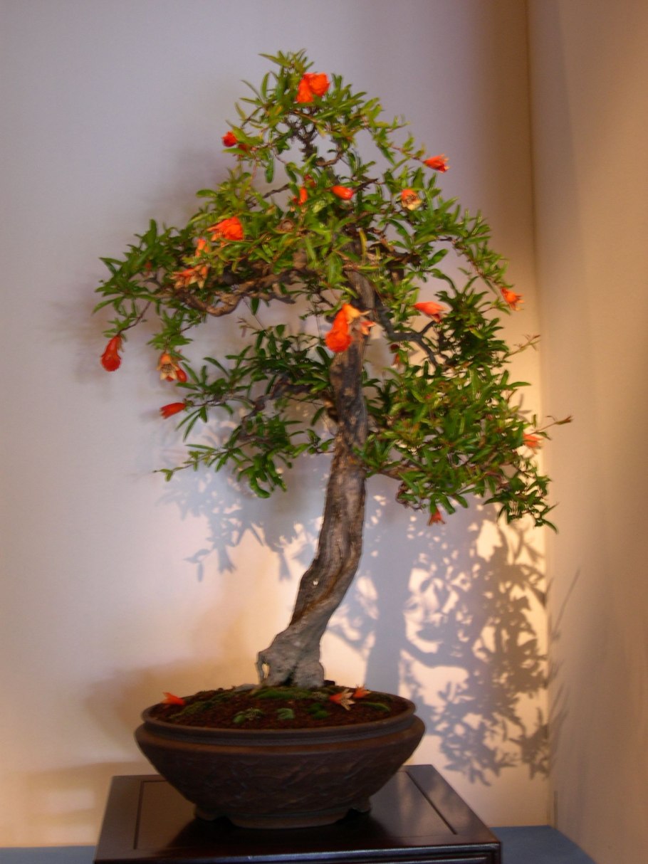 Punica granatum Nana бонсай