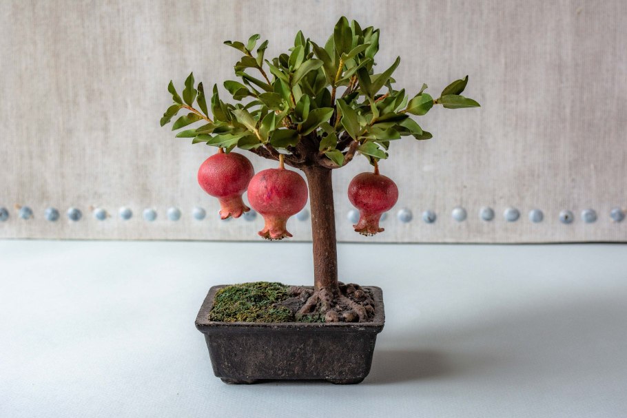Бонсай гранат карлик