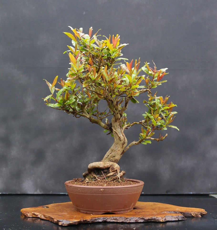 Комнатный гранат Нана