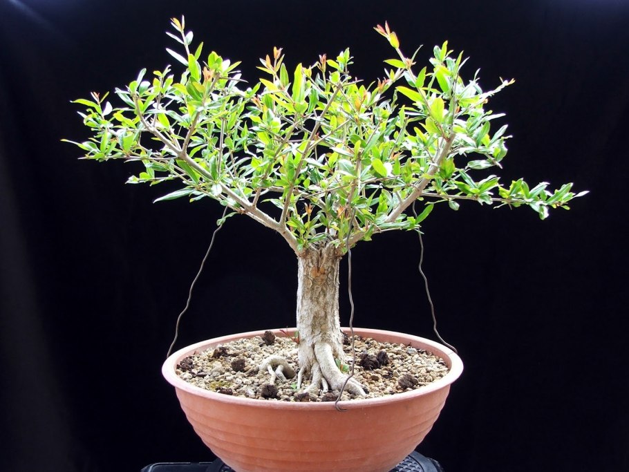 Бонсай дерево гранат