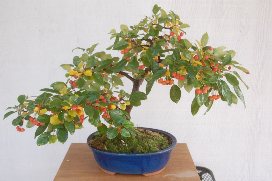 Бонсай из граната из отростка