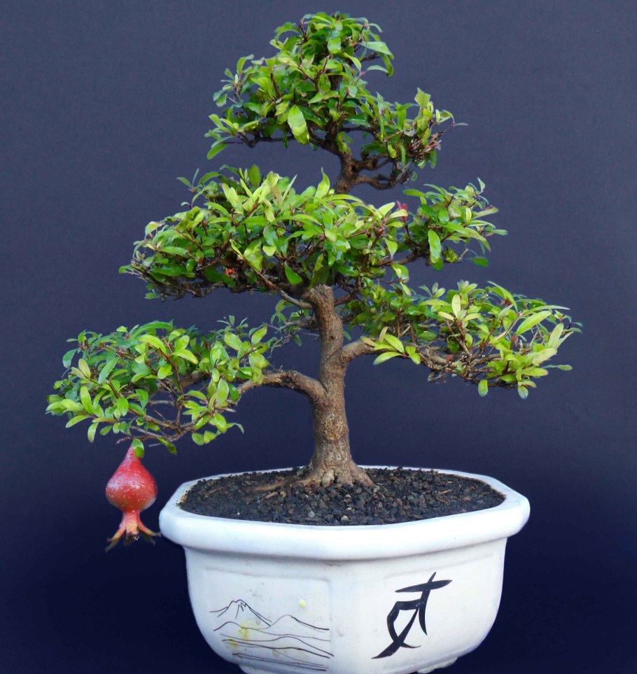 Карликовый гранат бонсай