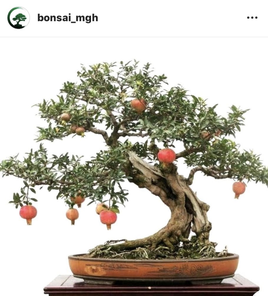 Карликовый гранат бонсай