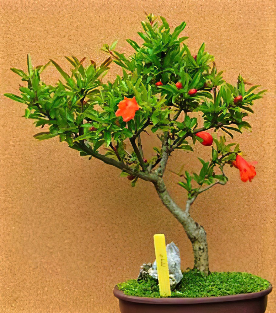 Бонсай гранат