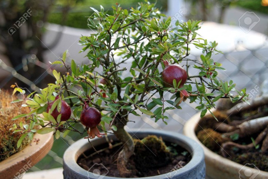 Дерево граната карта выращивания