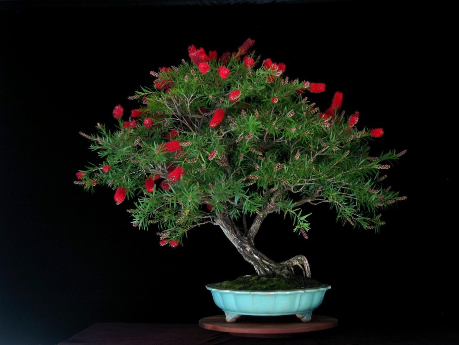 Корни гранатового дерева