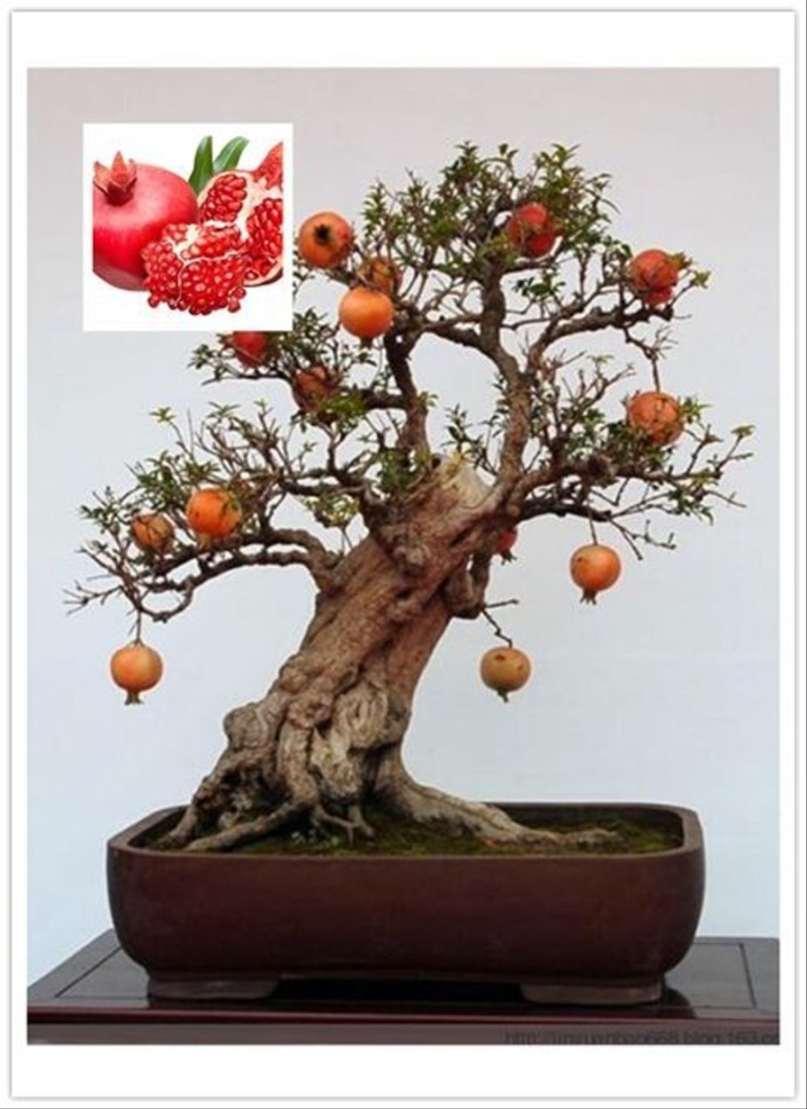 Бонсай гранат прямое дерево