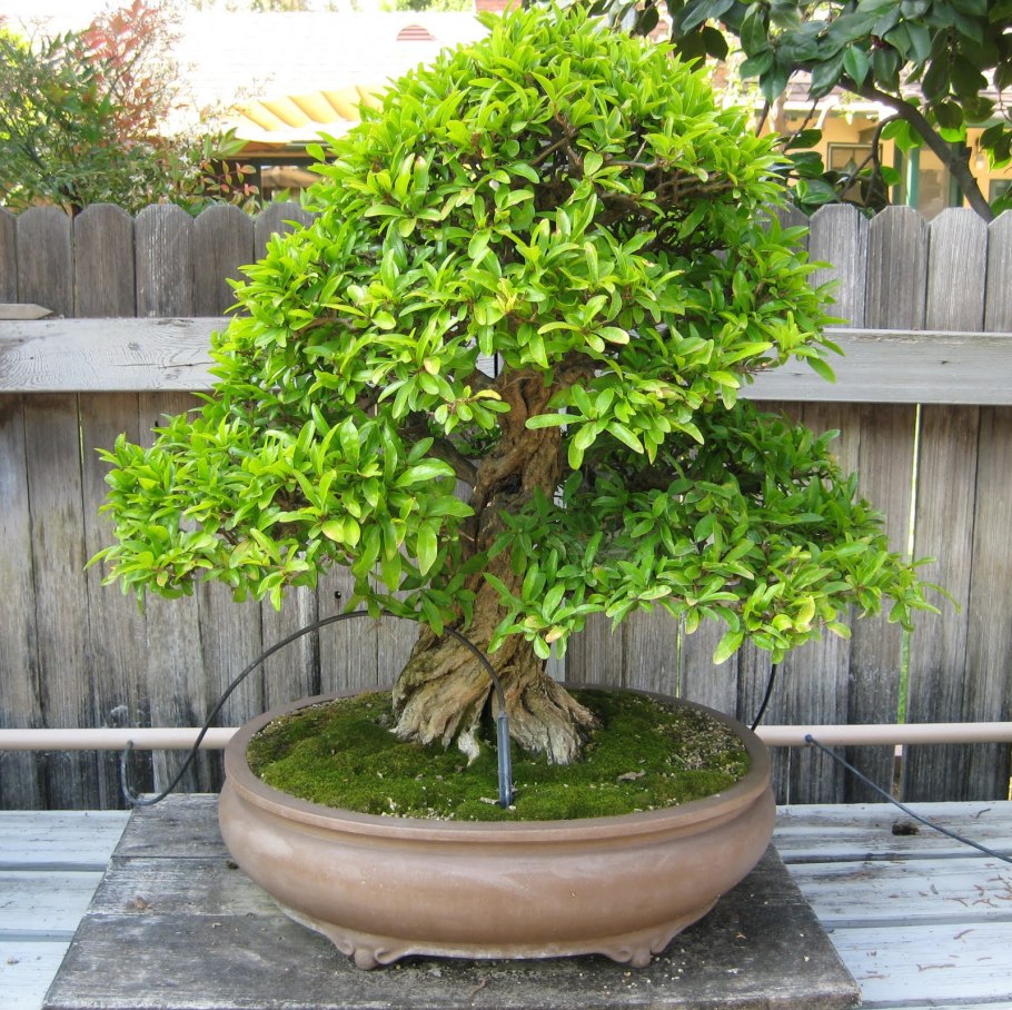Бонсай Гранатовое дерево