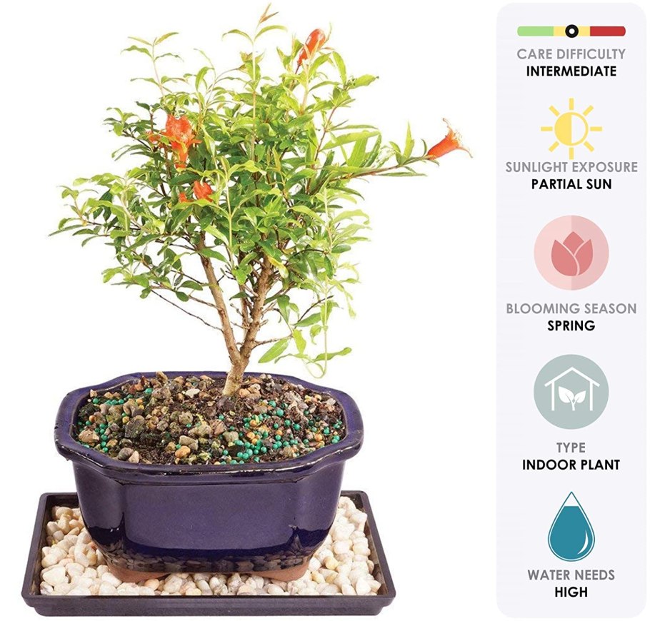 Бонсай Гранатовое дерево