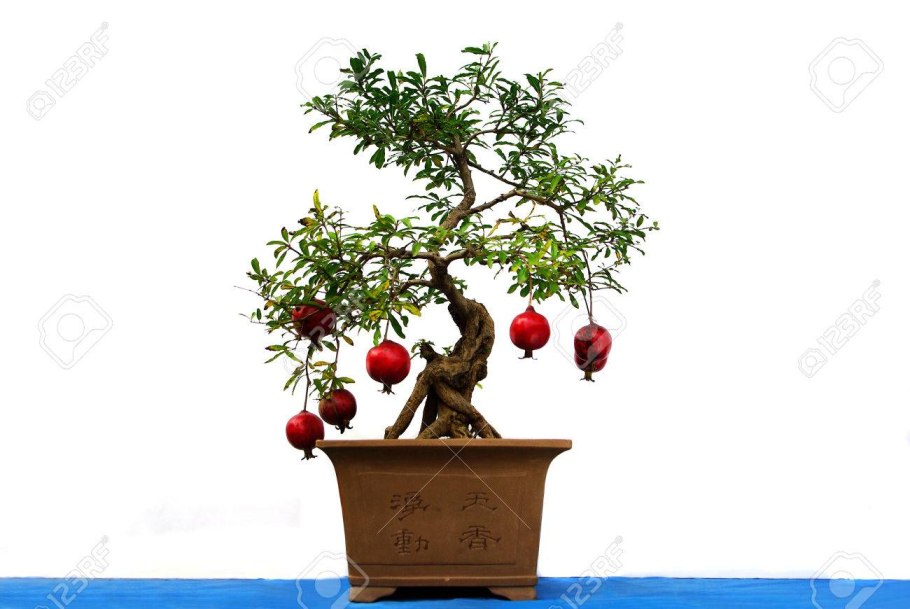 Пираканта бонсай