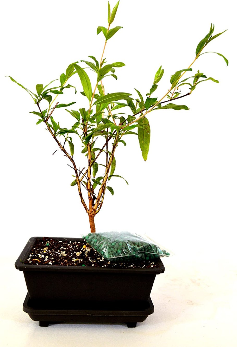 Плодовое Гранатовое дерево