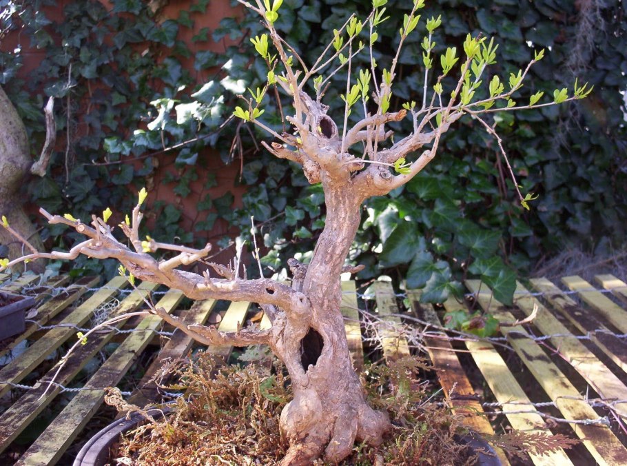 Бонсай Гранатовое дерево