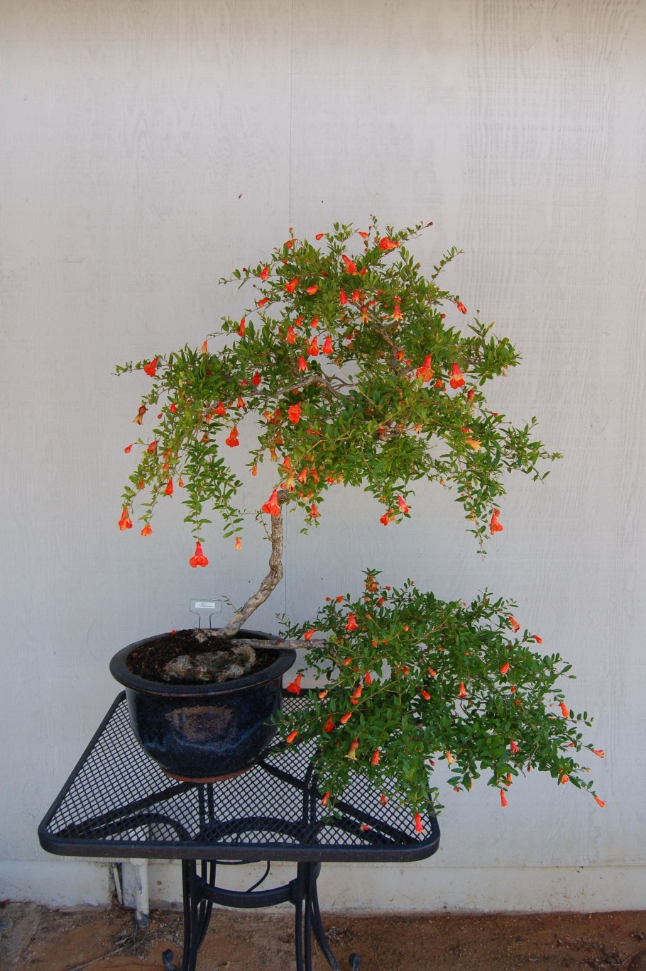 Гранат комнатный Punica granatum