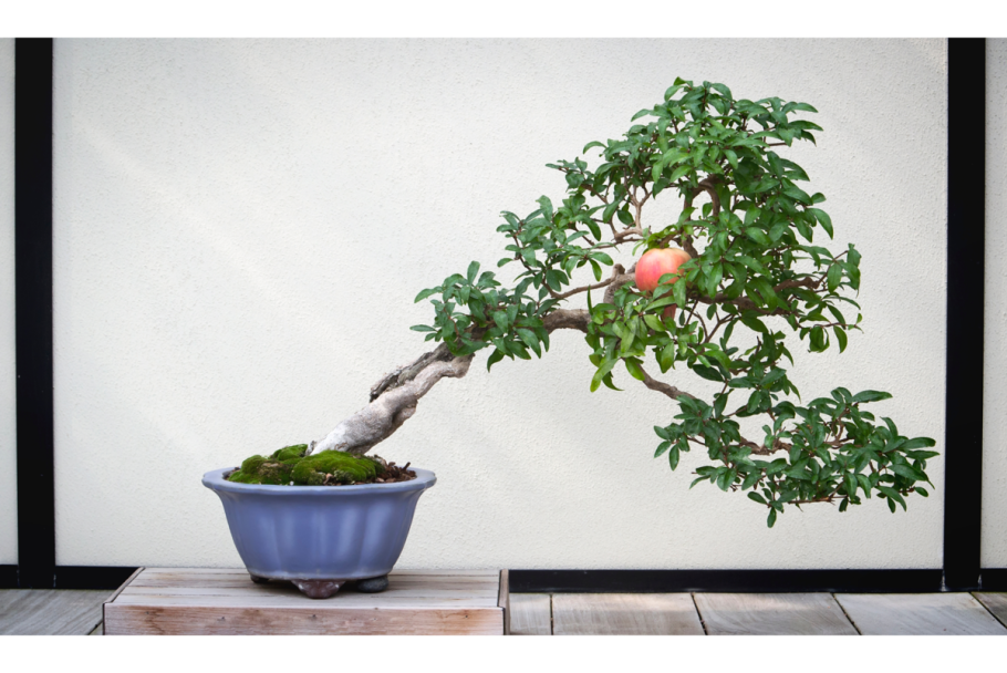 Бонсай гранат