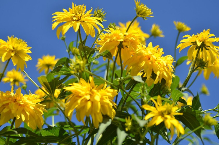 Мука топинамбура