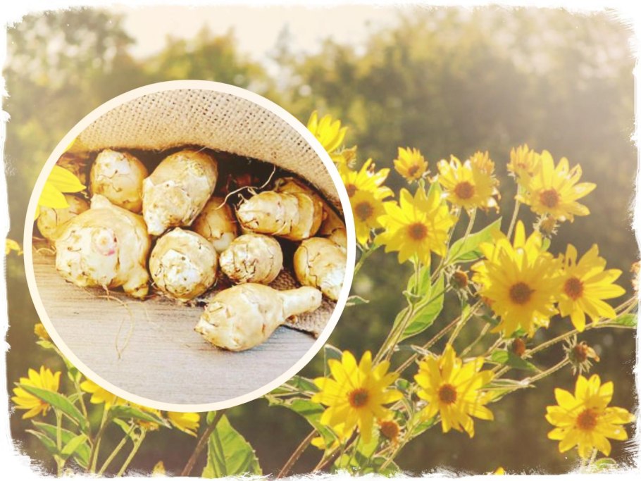 Корнеклубни топинамбура