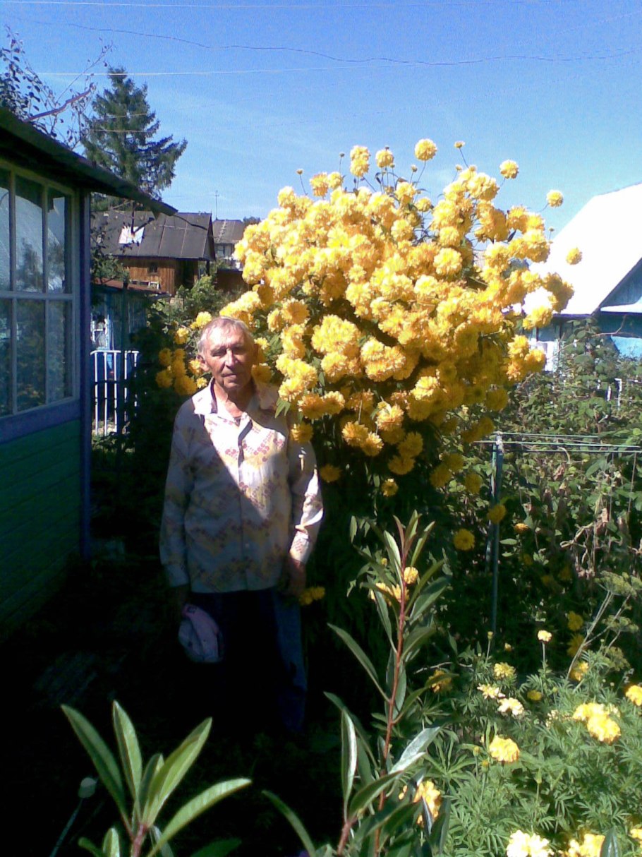 Топинамбур золотой шар