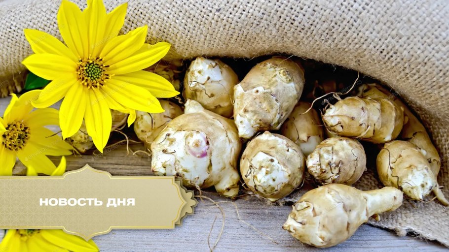 Топинамбур семена