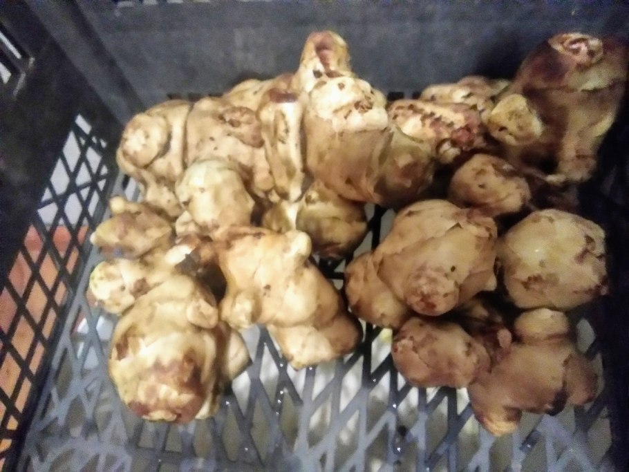 Корни топинамбура похожи на маленькие ракушки