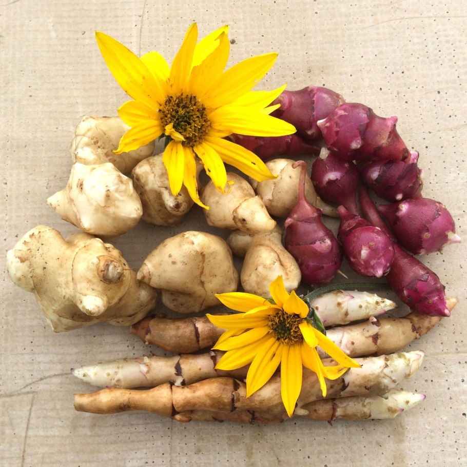 Топинамбур золотой шар