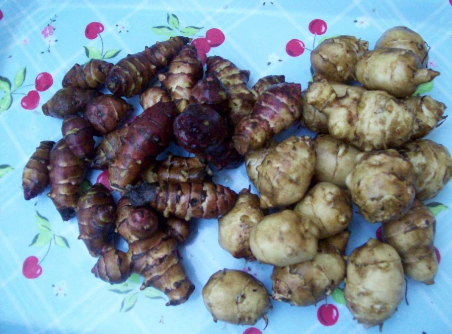 Топинамбур мытый