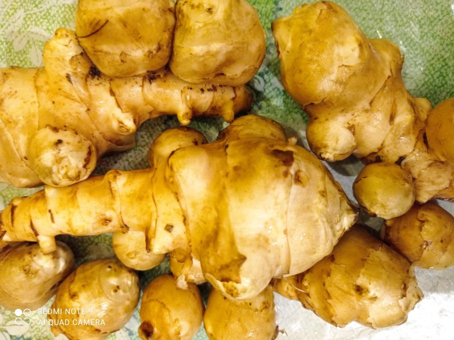 Топинамбур семена