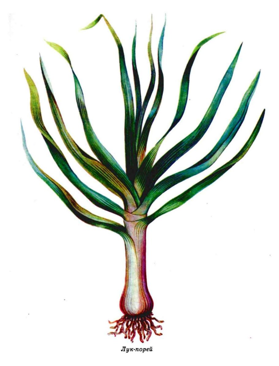 Аллиум голубой