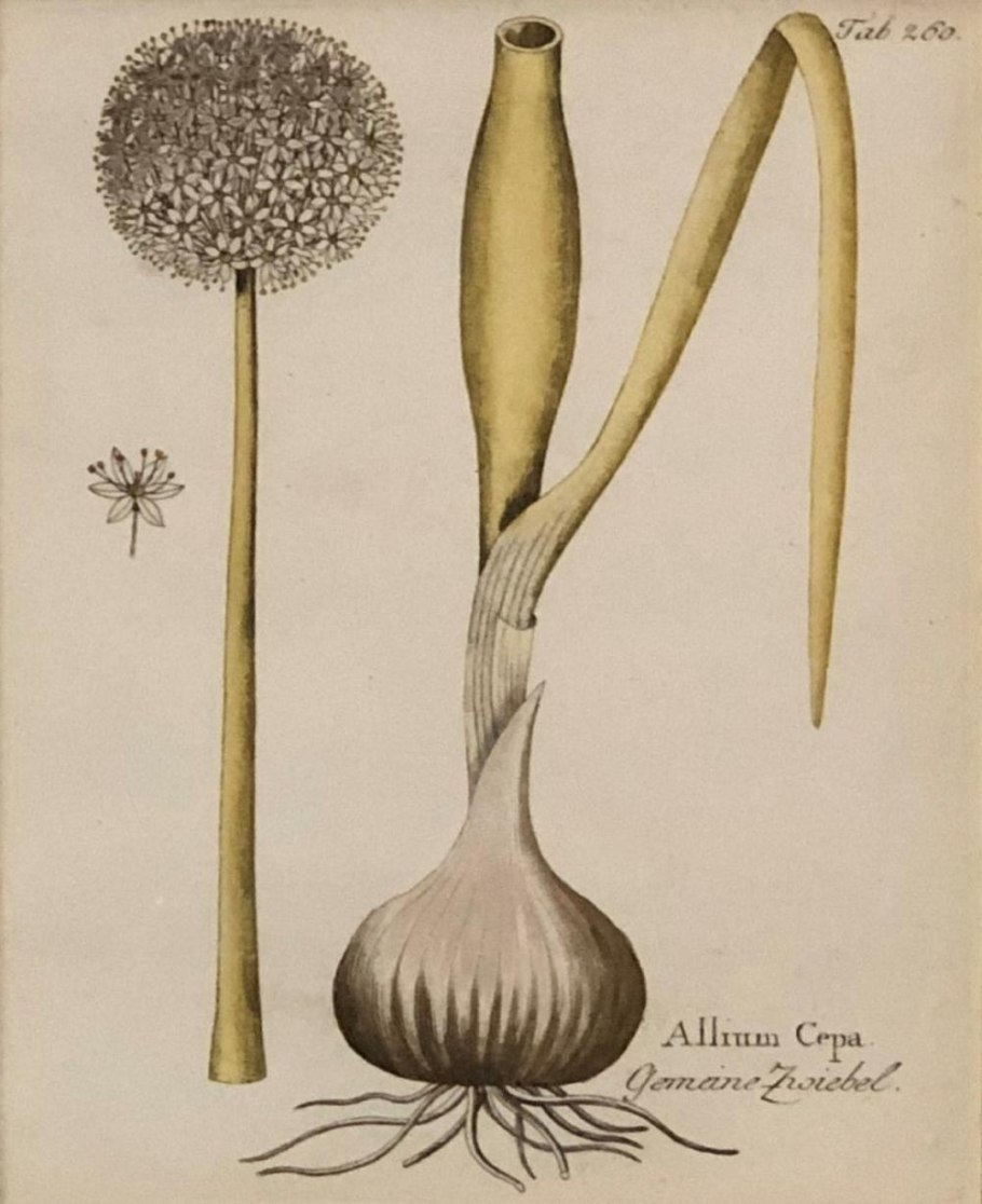Allium ampeloprasum