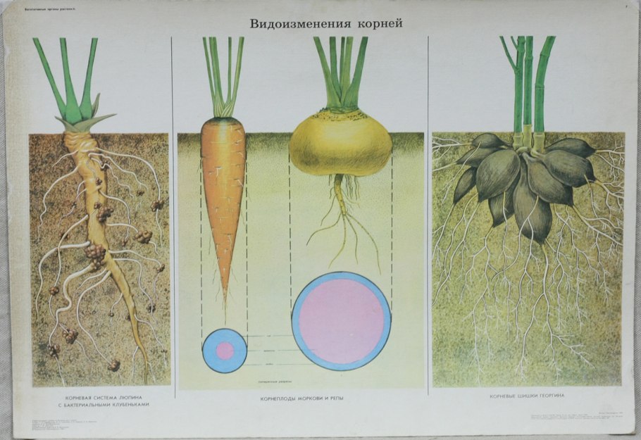 Чеснок посевной Allium sativum