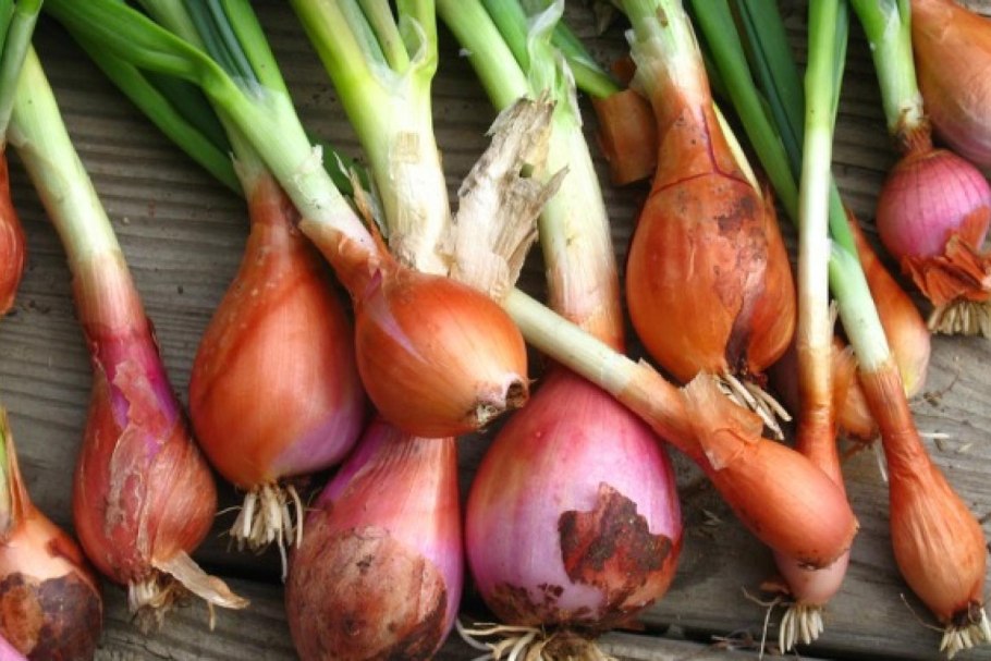 Мочковатая корневая система у лука