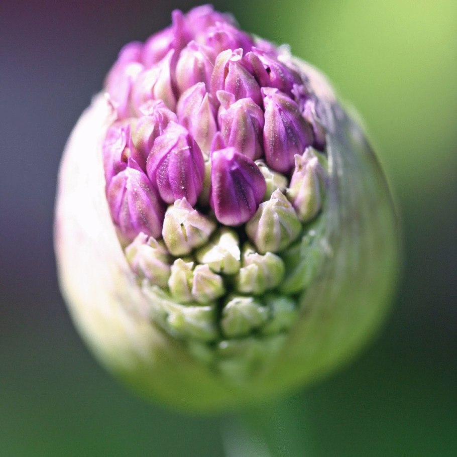 Лук красноватый Allium Rubens