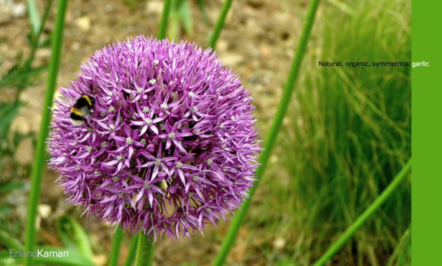 Трава рода Allium