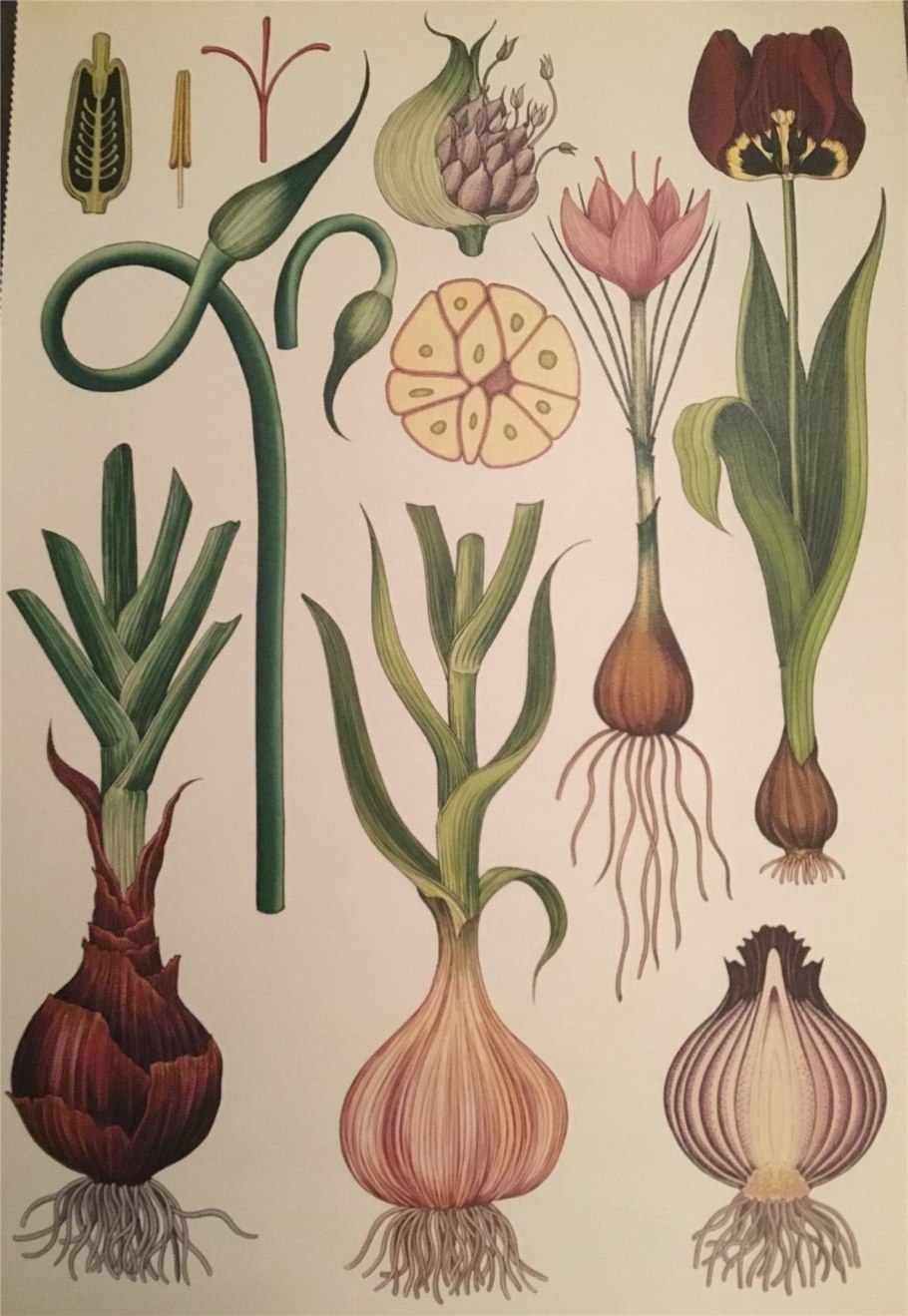 Чеснок Allium sativum