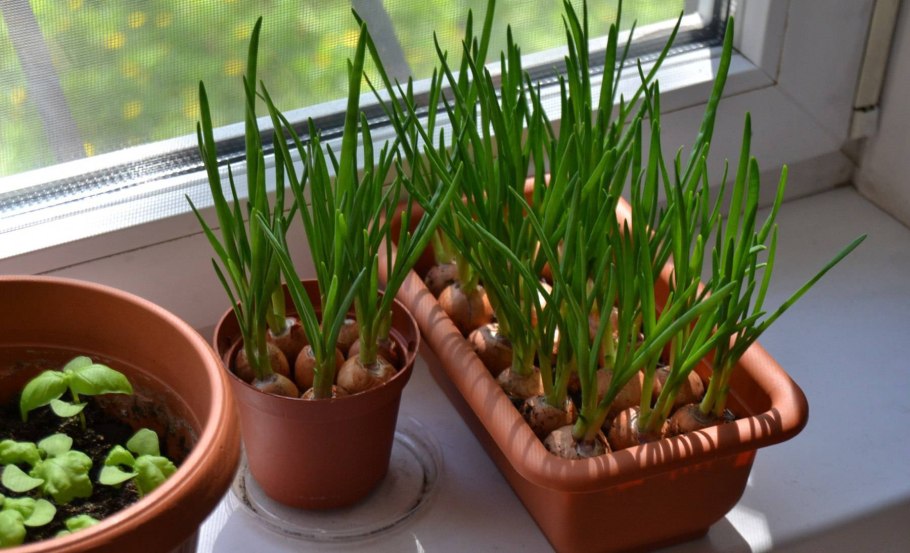 Колба Сибирская черемша