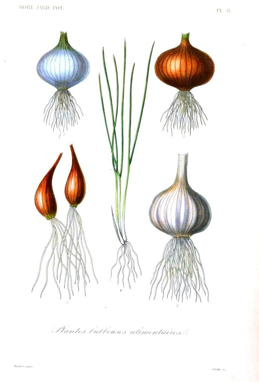 Луковичные овощные растения