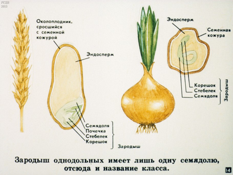 Kerоднодольное или двудольное растение