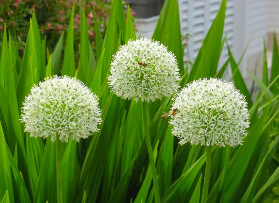 Allium ascalonicum