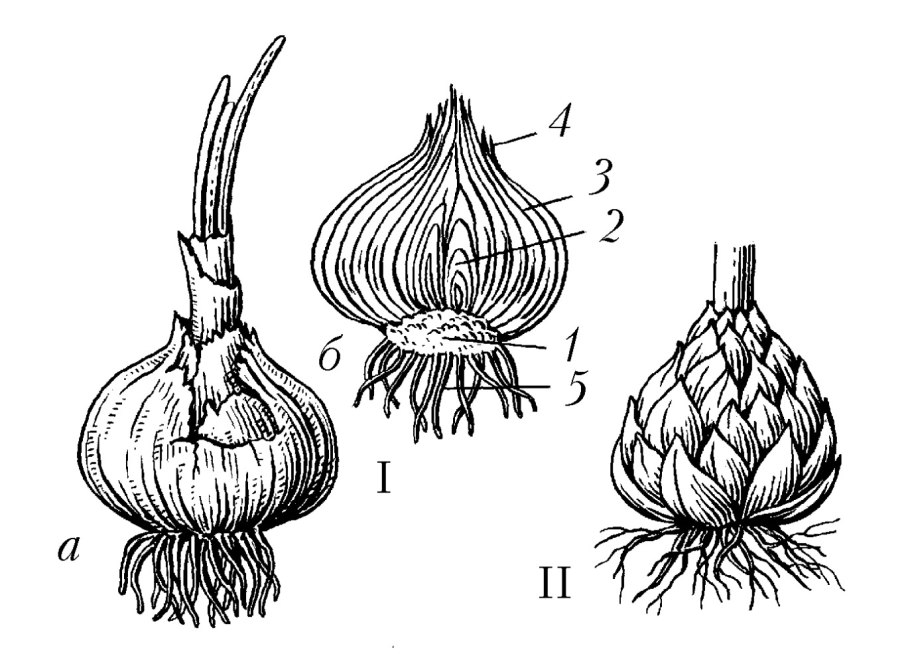 Allium Cepa — репчатый лук