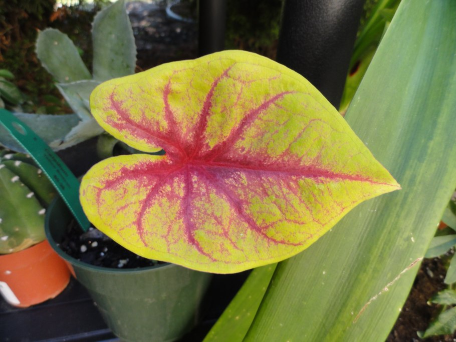 Каладиум Келли