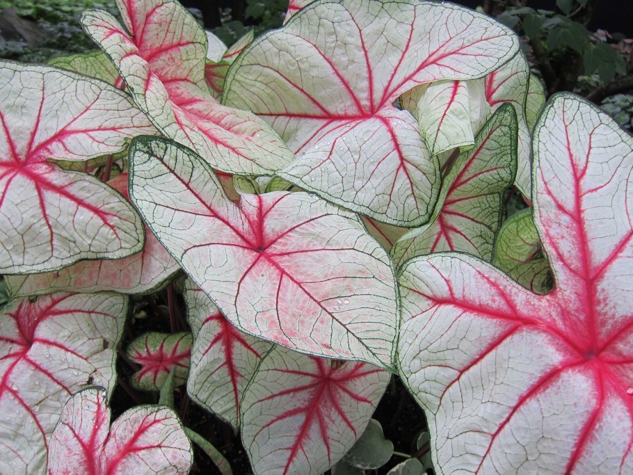 Каладиум Шомбурга