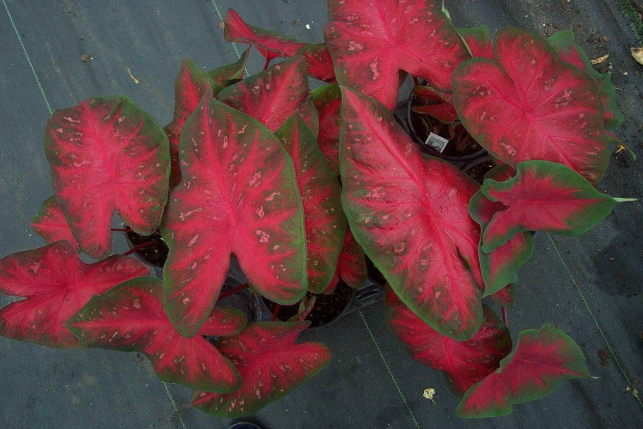 Каладиум john reed