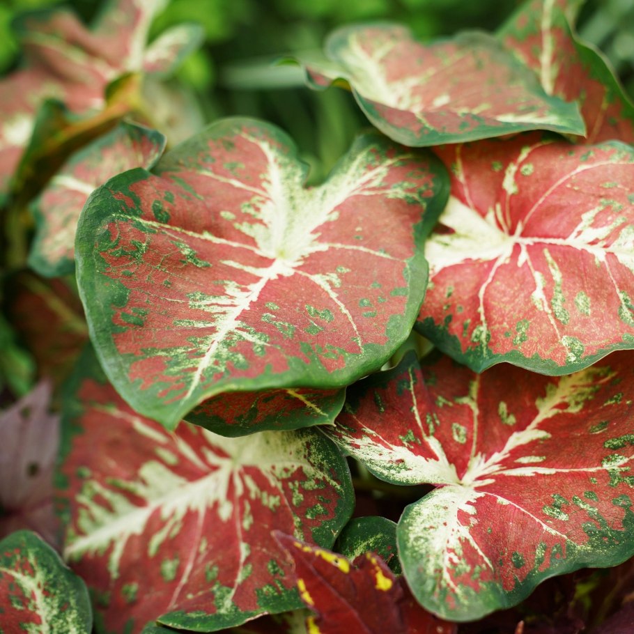 Каладиум зеленый