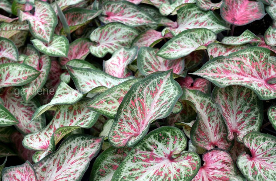 Каладиум Фанни Мунсон