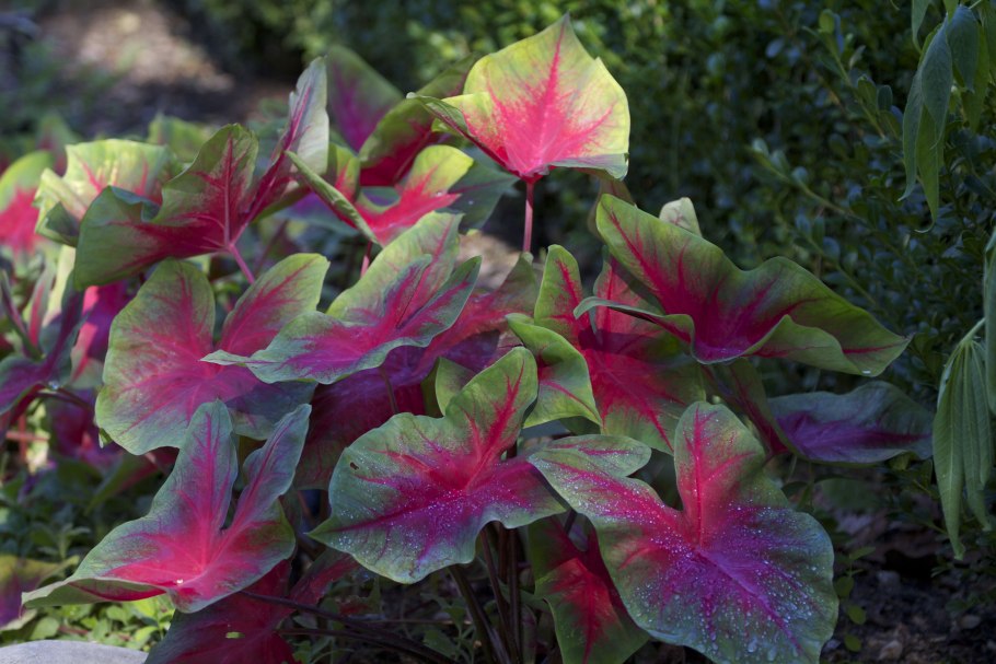 Сингониум это каладиум