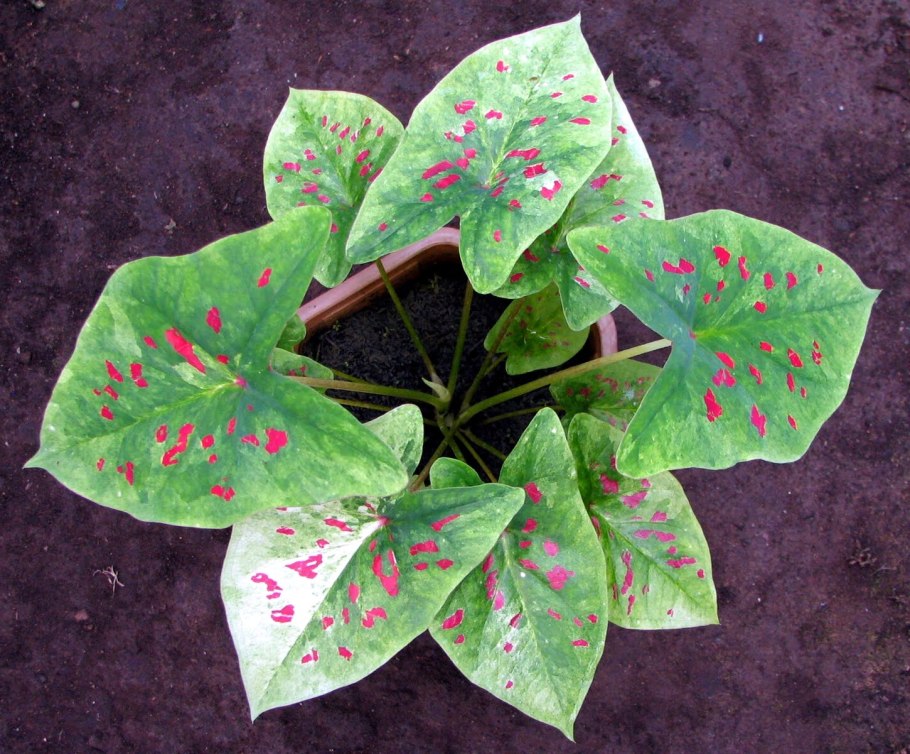 Каладиум фиеста